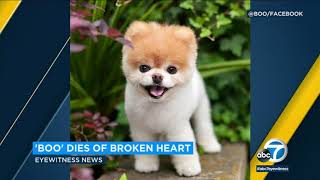 Boo the Pomeranian dies of broken heart owners say  ABC7 [upl. by Conover]