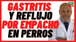 Gastritis y Reflujo por Empacho o Indigestión en Perros Síntomas 🔴 Tratamiento Omeprazol Sucralfato [upl. by Flossi]