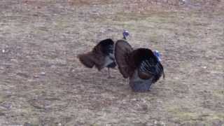 Turkeys gobbling and strutting [upl. by Leroy]