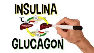 ✅ INSULINA E GLUCAGON  SISTEMA ENDÓCRINO [upl. by Walden711]