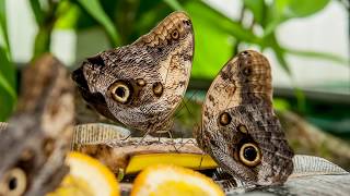 Butterfly Rainforest Moment Owl Butterfly [upl. by Amadis]