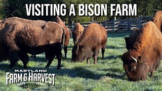 Visiting a Bison Farm [upl. by Emerej]