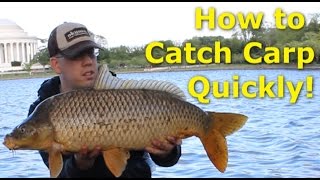 How to catch carp quickly  Fishing for carp with pack bait [upl. by Kubis]