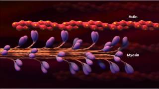 3 Muscle contraction detail Concept Cell Biology [upl. by Trocki]