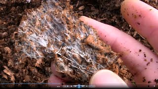 How to Grow Your Own Mycorrhizal Fungi in Chicken Manure and Wood Shavings [upl. by Nannah]