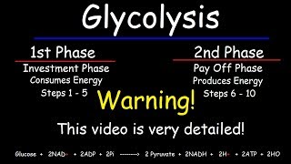 Glycolysis  Biochemistry [upl. by Leunamne974]