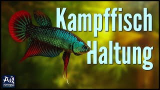 Kampffisch Haltung amp Pflege im Aquarium  AquaOwner [upl. by Rehteh]