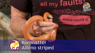 ReptilTV  Folge 38  Kornnattern Basics  Teil 1  Haltung [upl. by Eixela]