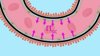 Glomerular Filtration Net Ultrafiltration Pressure [upl. by Ahsiele231]