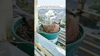 A woman supported a mother turtle dove in raising her chicks [upl. by Jankey]