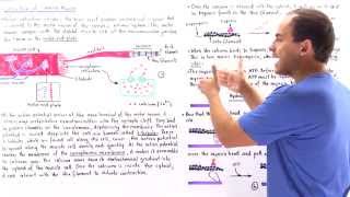 Contraction of Skeletal Muscle [upl. by Milford]