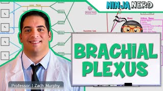 Neurology  Brachial Plexus [upl. by Elockin]