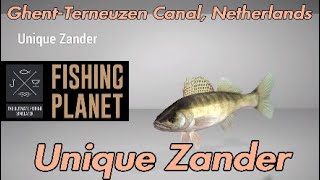 Fishing Planet  Unique Zander  GhentTerneuzen Canal Netherlands  Fishing Guide [upl. by Enrak]