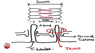 Cardiac Muscle Contraction  Structural organization [upl. by Noemis252]