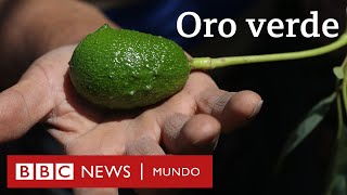 ¿Agua o aguacates El conflicto por la palta el “oro verde” de Chile [upl. by Ardnazxela]