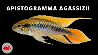 Apistogramma agassizii ✔ [upl. by Hogue]