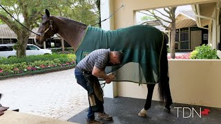 Farrier Tales How to remove a horseshoe [upl. by Norraa929]