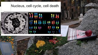 2Nucleus cell cycle cell death Cytology lecture [upl. by Hurleigh]