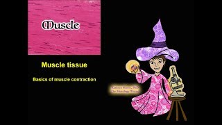 Muscle Tissue The Basics of Contraction [upl. by Ury65]