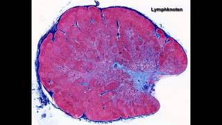 Histologie ─ Lymphatische Organe [upl. by Vladamir]