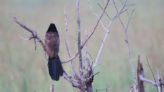 Burchells Coucal  Vleiloerie [upl. by Notserk629]