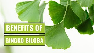 5 Possible Benefits of Ginkgo Biloba [upl. by Klusek]