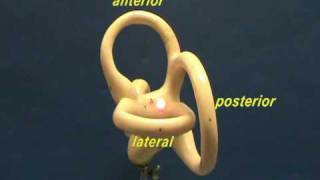 Bony Labyrinth Model  Semicircular Canals [upl. by Netfa]