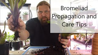 Bromeliad Propagation and Care [upl. by Ahkos]