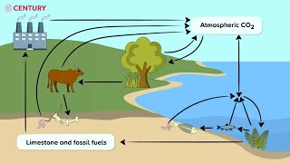 The Carbon Cycle  KS3 Science [upl. by Lemrac]