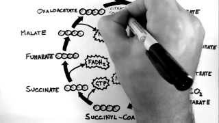 Cellular Respiration 3  TCA Cycle Krebs Cycle [upl. by Ermina]