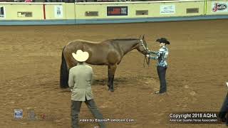 2018 AQHA Youth 1418 Showmanship [upl. by Pease]