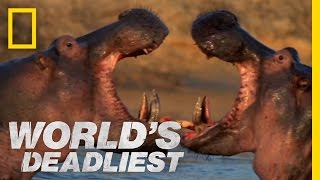 Hippo vs Hippo  Worlds Deadliest [upl. by Belshin]