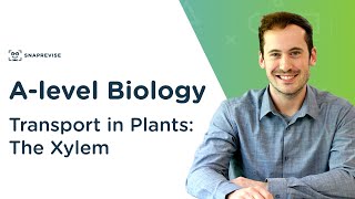 Transport in Plants The Xylem  Alevel Biology  OCR AQA Edexcel [upl. by Nlyak]