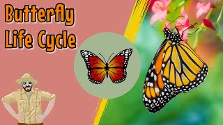 The Butterfly Life Cycle  Educational Videos For Kids [upl. by Palmira]