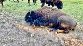 Bison Breeding Behavior Ive Never Seen Before [upl. by Hannahsohs]