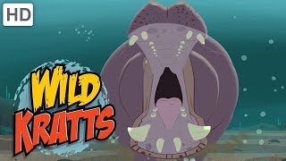 Wild Kratts  Massive Mammals  Kids Videos [upl. by Airtemak383]