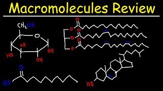 Macromolecules Review [upl. by Aiuhsoj]