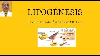 LIPOGÉNESIS [upl. by Uriia]