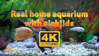 Real aquarium in 4K 🐠 Cichlids 🍀 3 hours [upl. by Ardnassela]