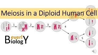 Meiosis in Human Cells [upl. by Leeda]