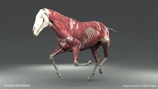 Weta Digital Horse FEM Simulation [upl. by Maxma]