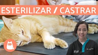 Diferencias entre ESTERILIZAR y CASTRAR  Perros y Gatos [upl. by Emiaj]