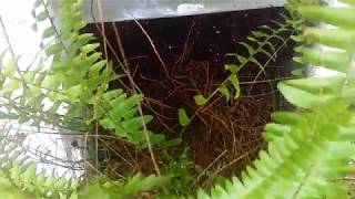 How To Restore Ferns  Indoors  Outdoors  Plants [upl. by Ashlin]