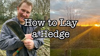 How to Lay a Hedge [upl. by Baird]