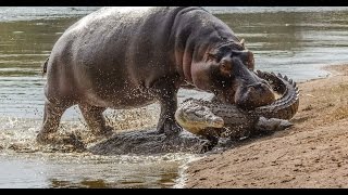 Hippo Attack Crocodile  Hippo vs Crocodile Real Fight [upl. by Arlyne]