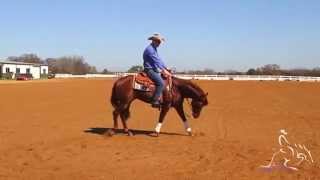 Reining Training  Fundamentals to Reining [upl. by Odrahcir]