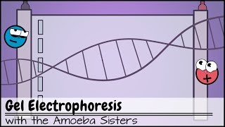 Gel Electrophoresis [upl. by Ellerret]