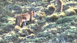 Pumas in Patagonia [upl. by Airtal671]