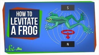 Diamagnetism How to Levitate a Frog [upl. by Assilen28]