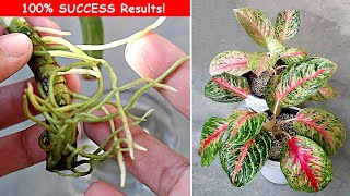 3 EASIEST Ways To Propagate Aglaonema Plant [upl. by Eveivaneg]